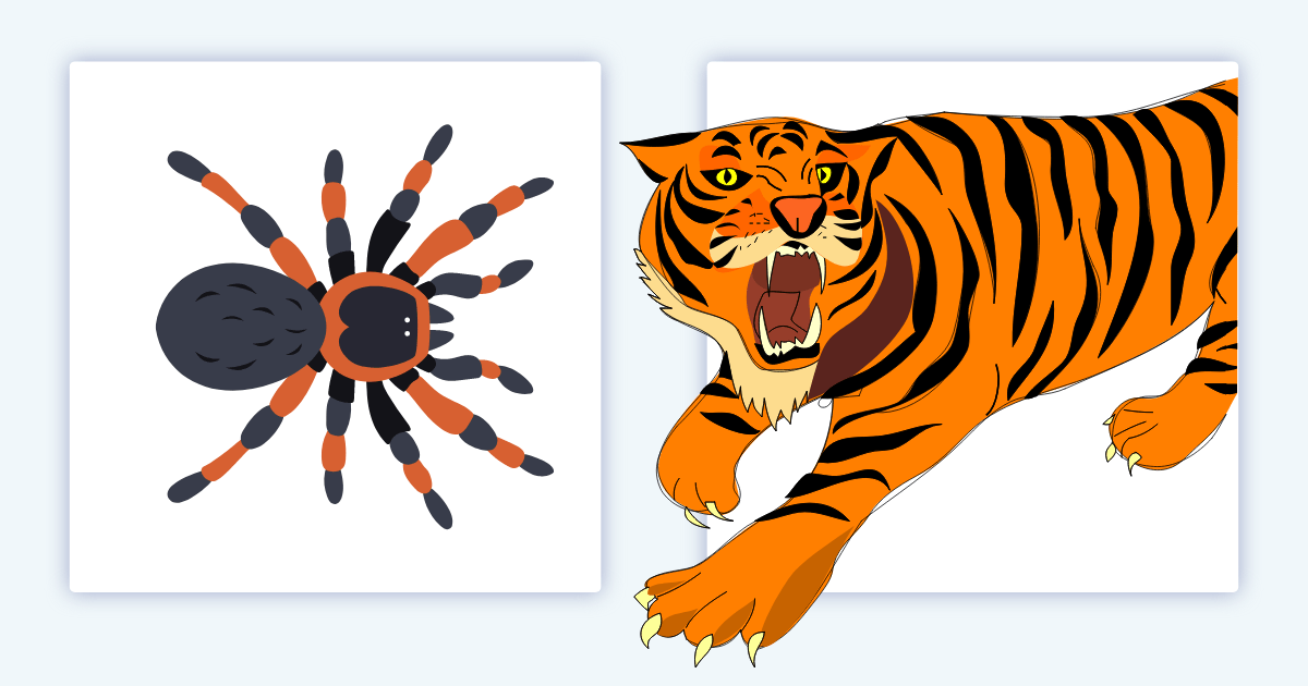 Spider and tiger