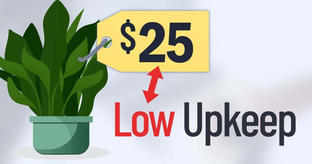 The word "low" (from low upkeep) being grouped with a $25 price